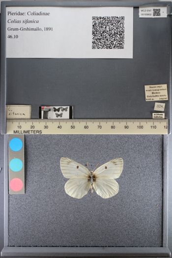 Media type: image;   Entomology 193852
